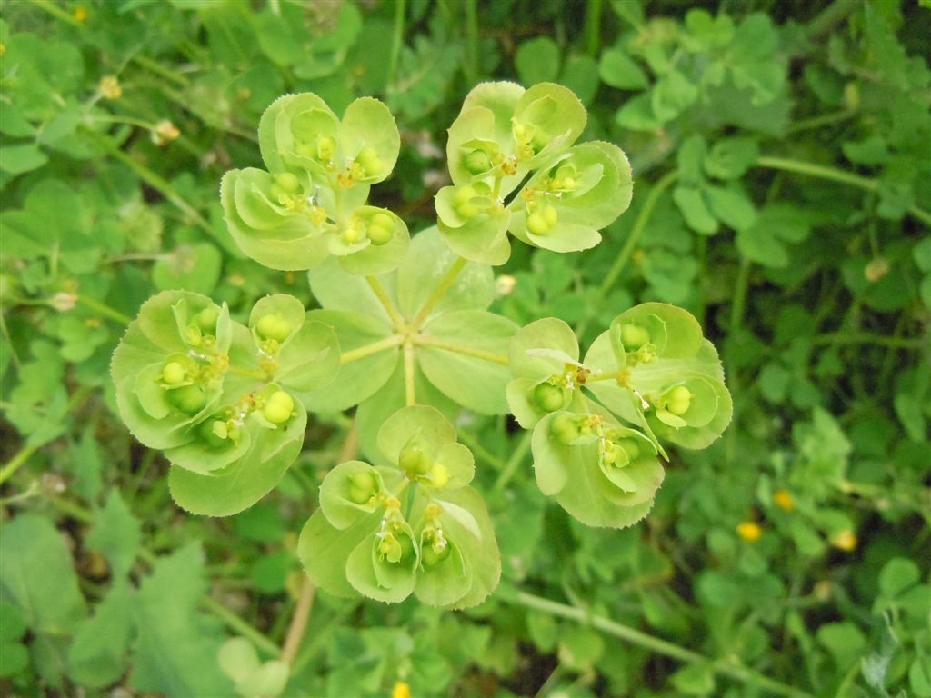 Euphorbia helioscopia